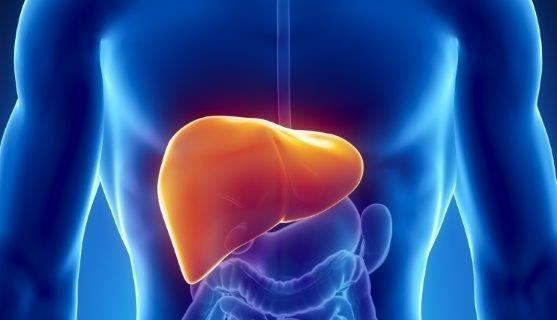 Penyebab Liver Yang Perlu Diketahui